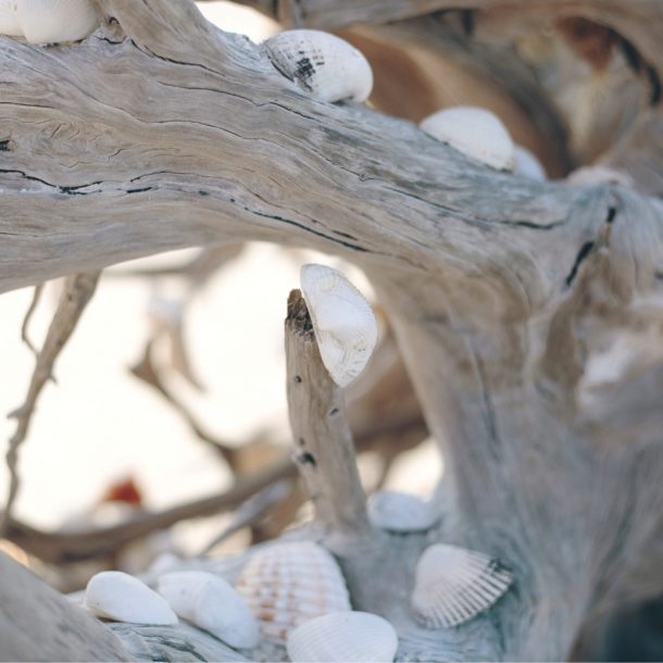 up close shot of driftwood