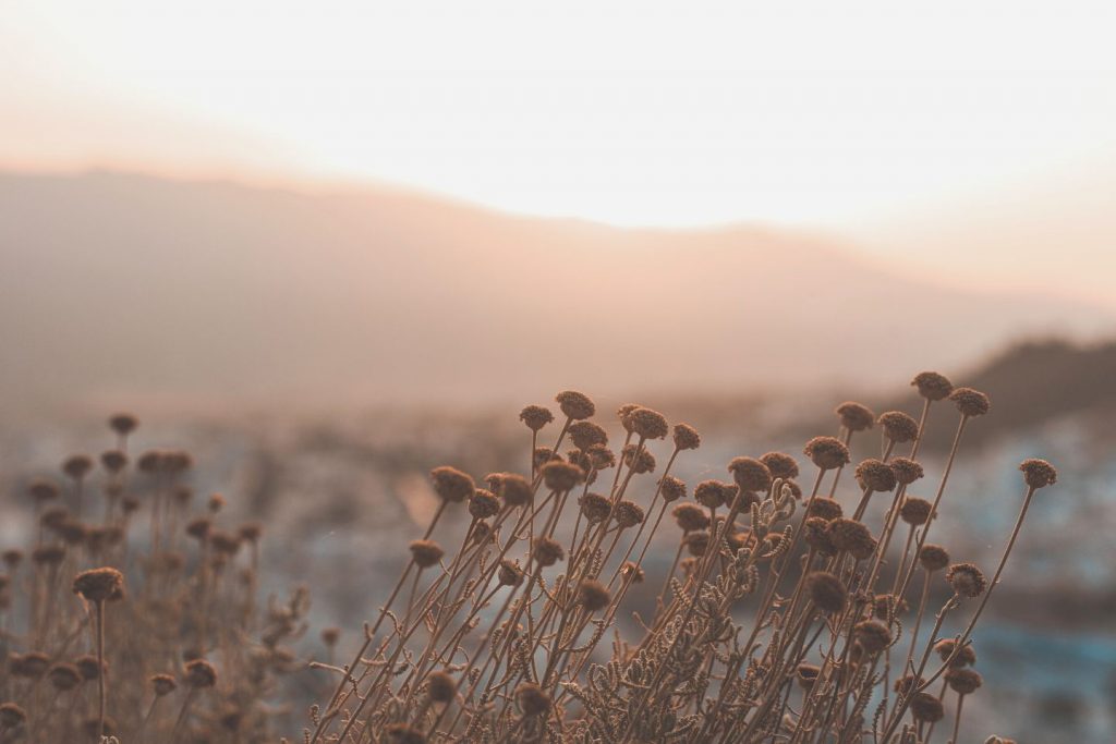 nature
