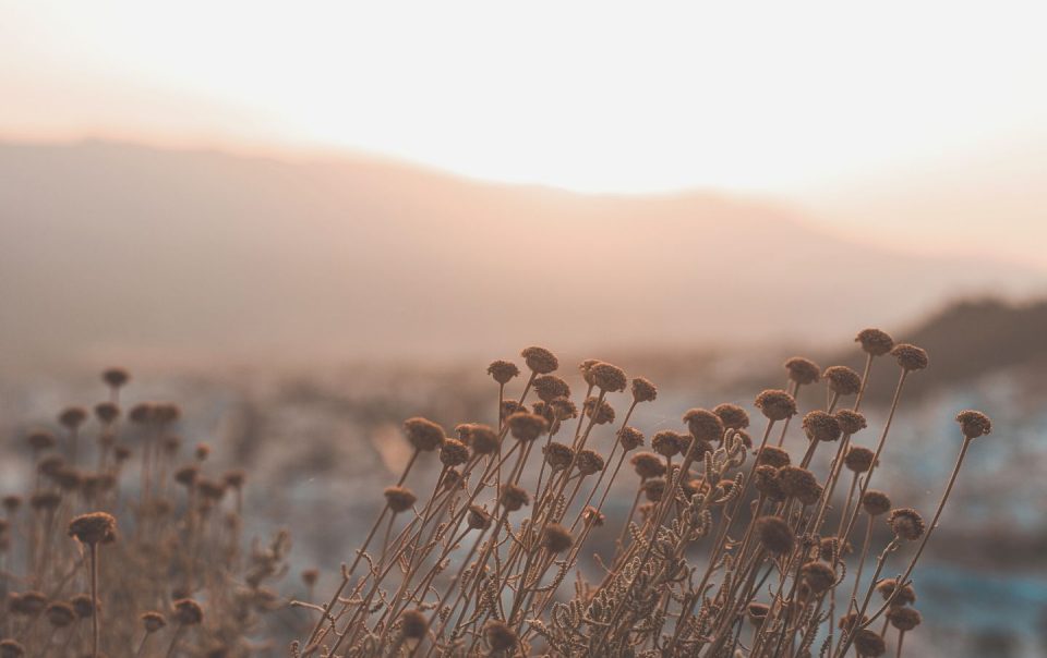 nature