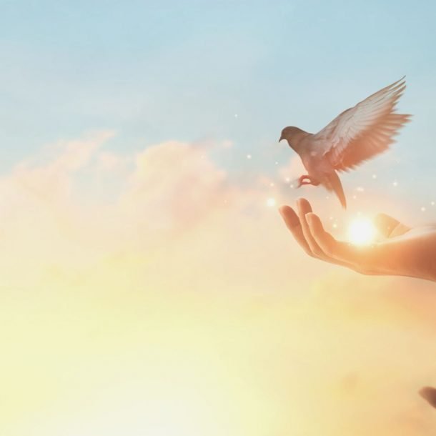 woman praying and free bird enjoying nature on sunset background, hope concept
