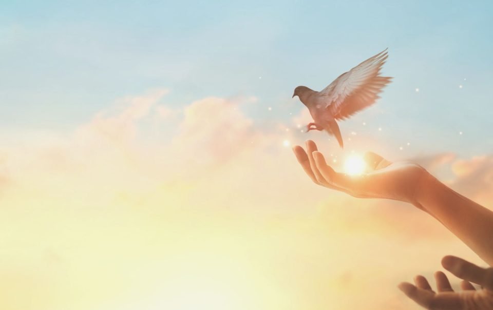 woman praying and free bird enjoying nature on sunset background, hope concept