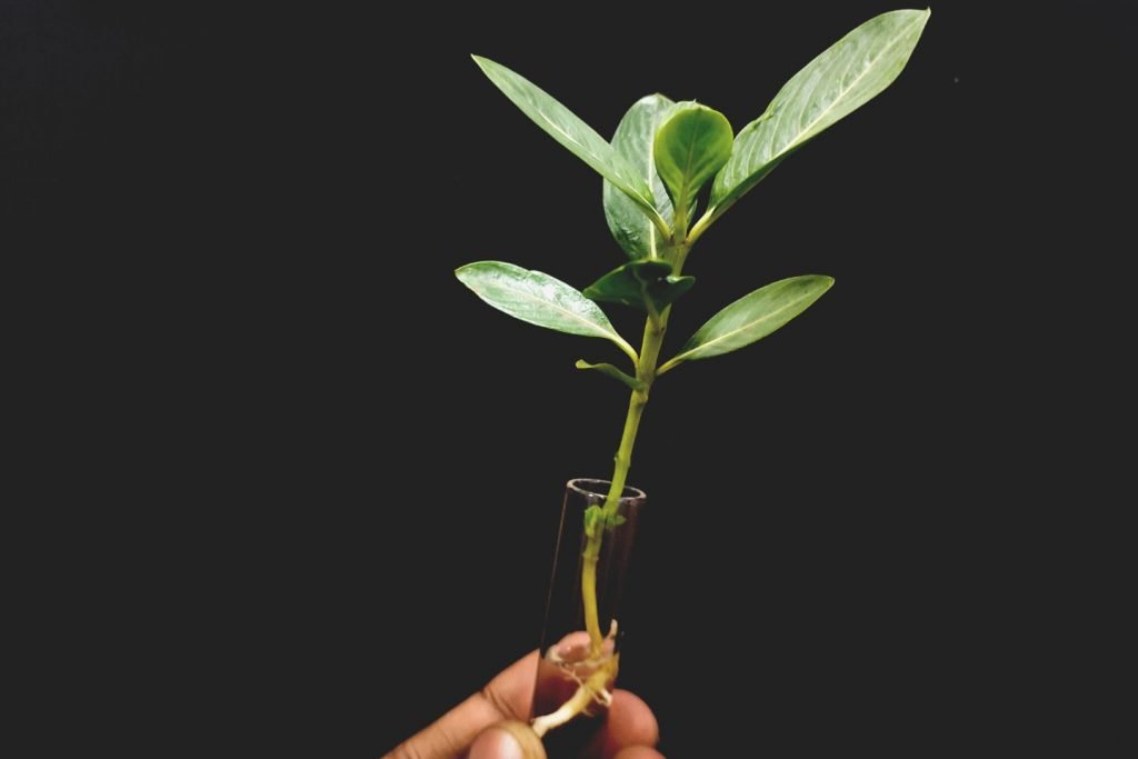 Plant growth in test tube